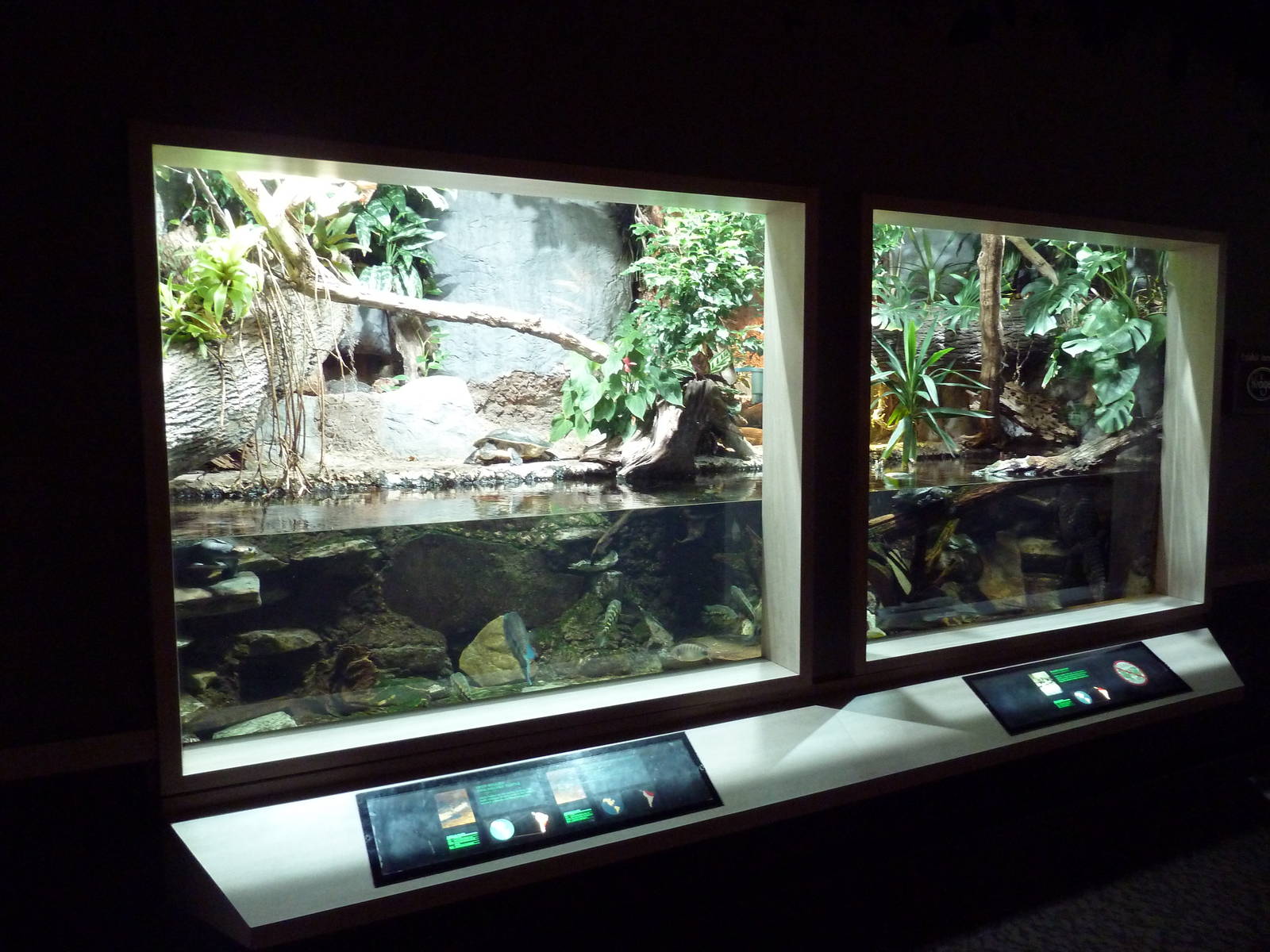 Unseen New World - Dwarf Caiman/Turtle Exhibit