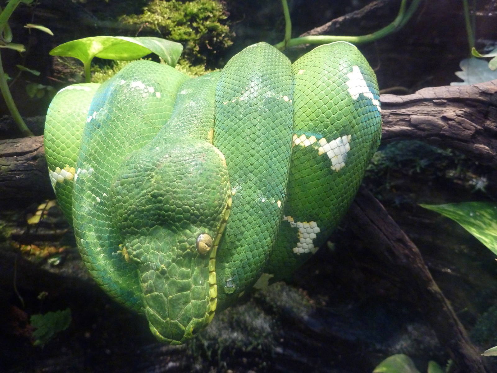 Unseen New World - Emerald Tree Boa