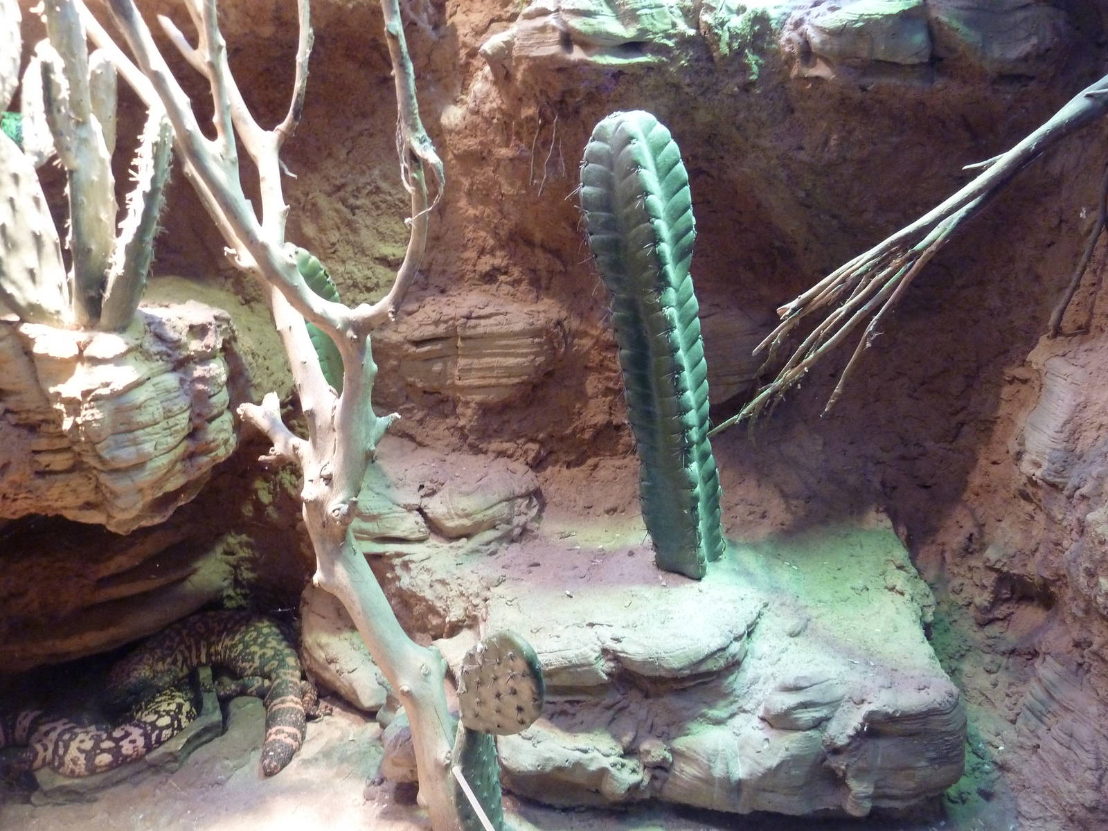 Unseen New World - Gila Monster/Collared Lizard Exhibit