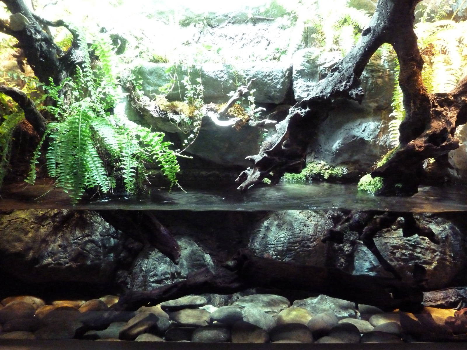 Unseen New World - Hellbender Exhibit