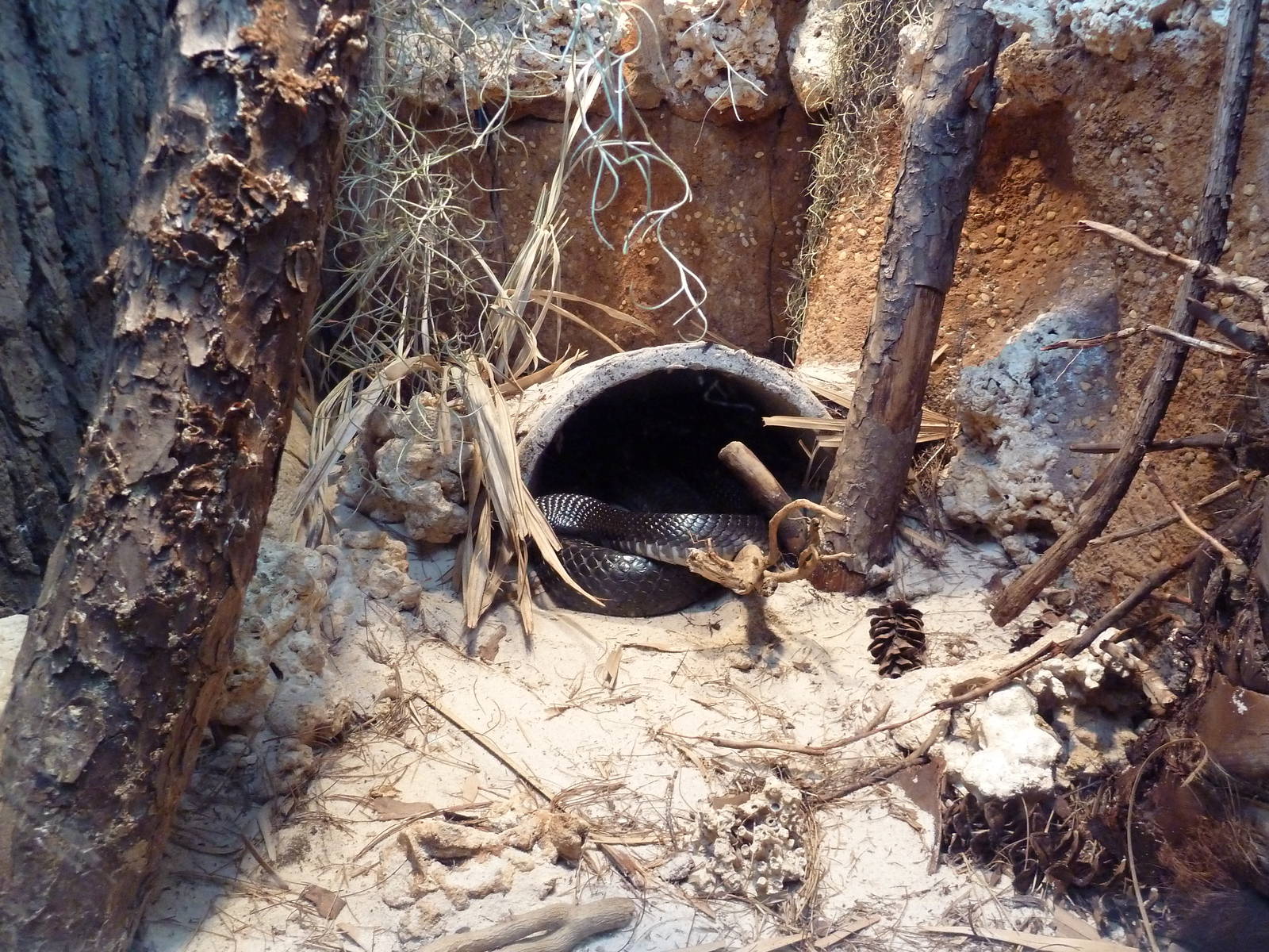 Unseen New World - Indigo Snake Exhibit
