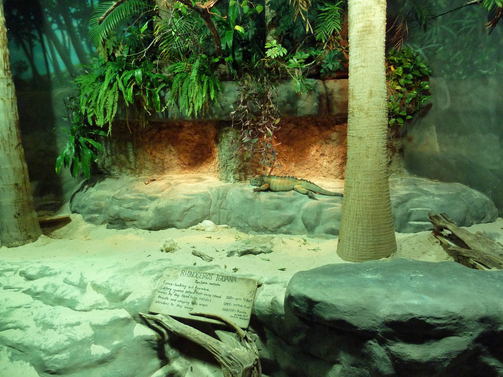 Unseen New World - Rhinoceros Iguana Exhibit