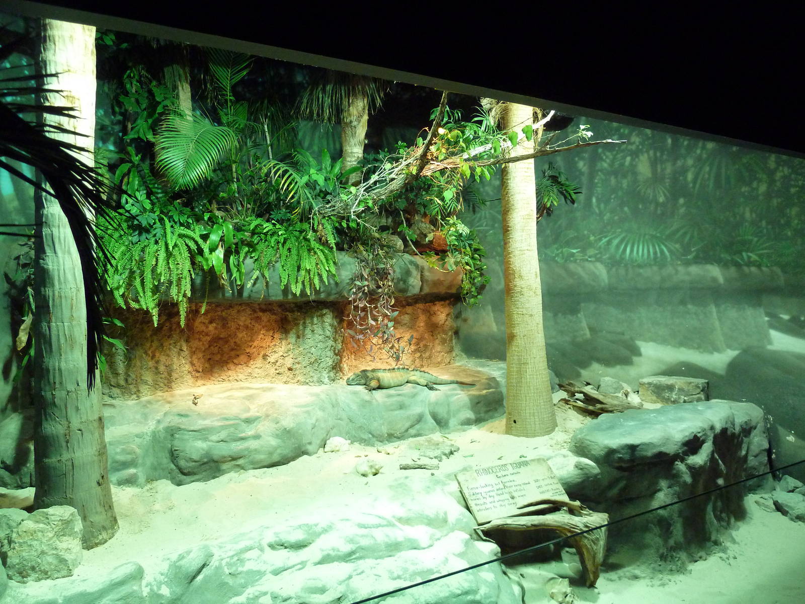 Unseen New World - Rhinoceros Iguana Exhibit