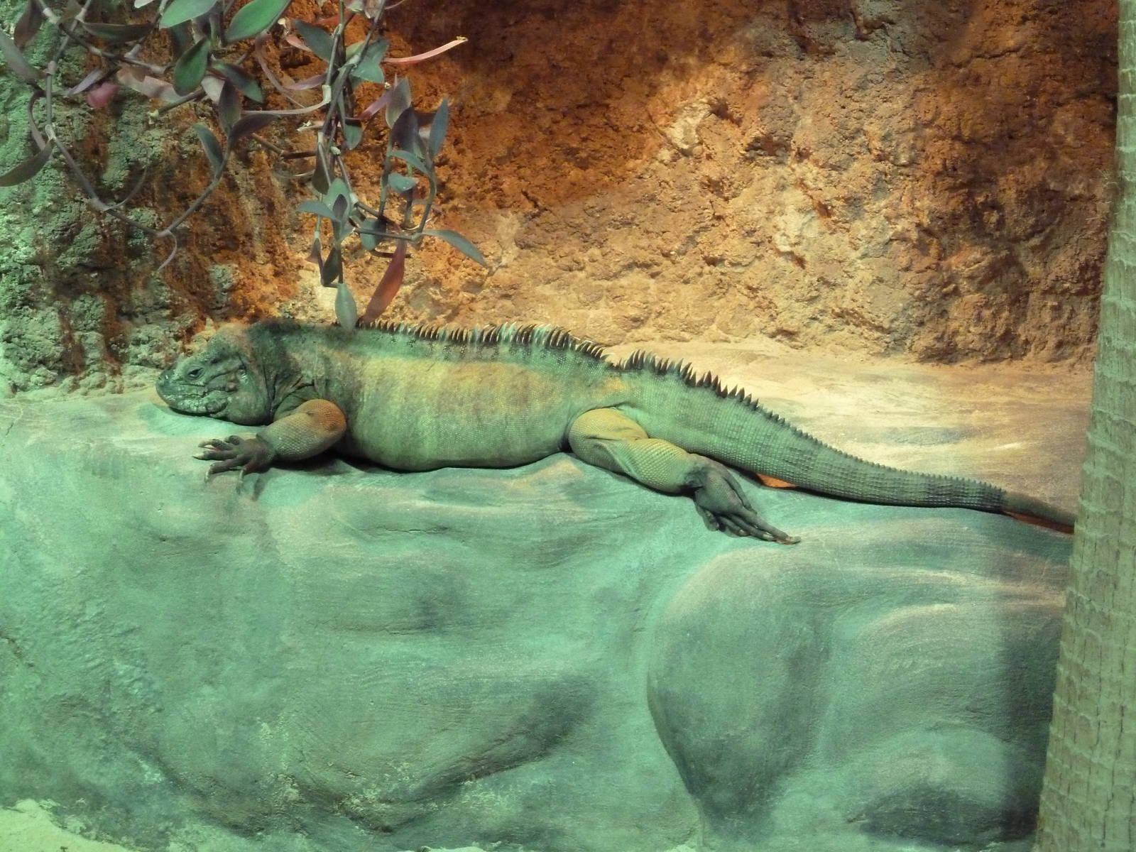 Unseen New World - Rhinoceros Iguana