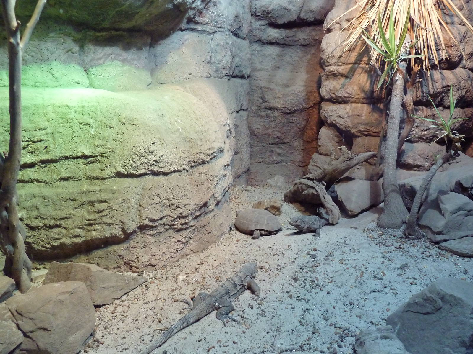 Unseen New World - Spiny-Tailed Iguana/Desert Tortoise Exhibit