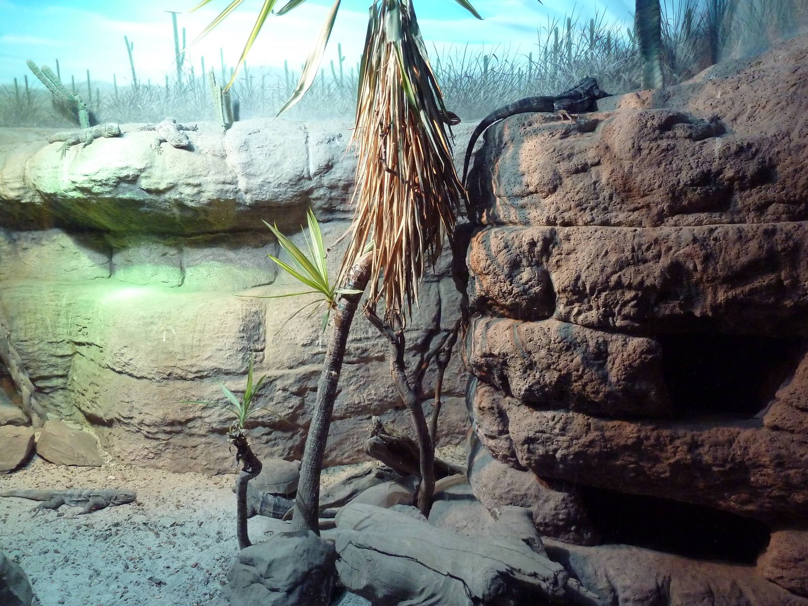 Unseen New World - Spiny-Tailed Iguana/Desert Tortoise Exhibit