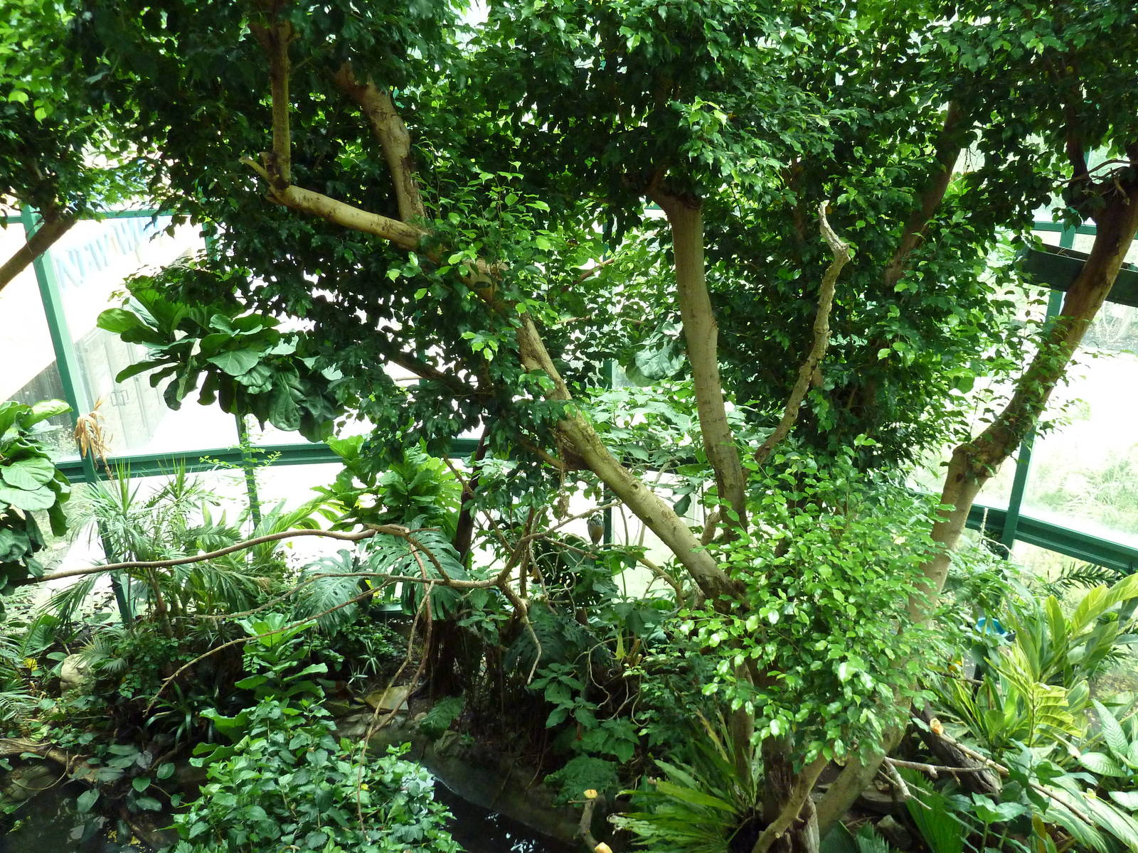 Unseen New World - Walk-Through Bird Aviary