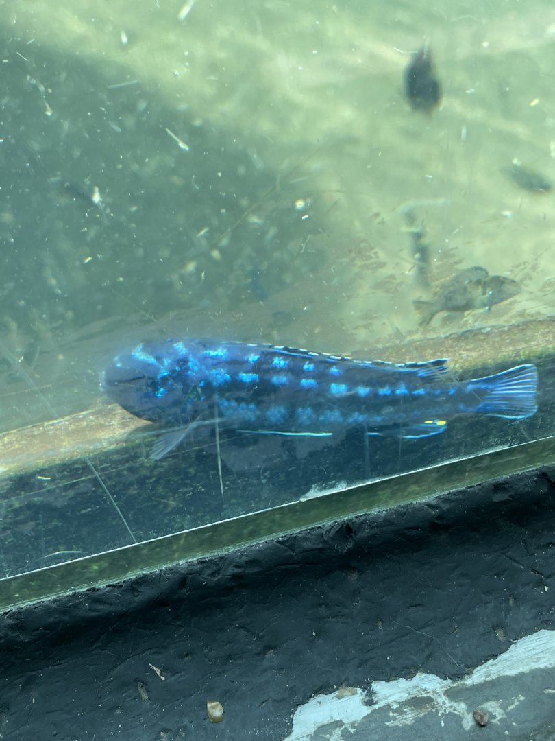 Unsigned African cichlid