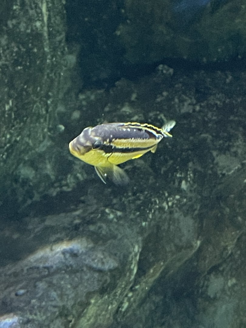 Unsigned African cichlid