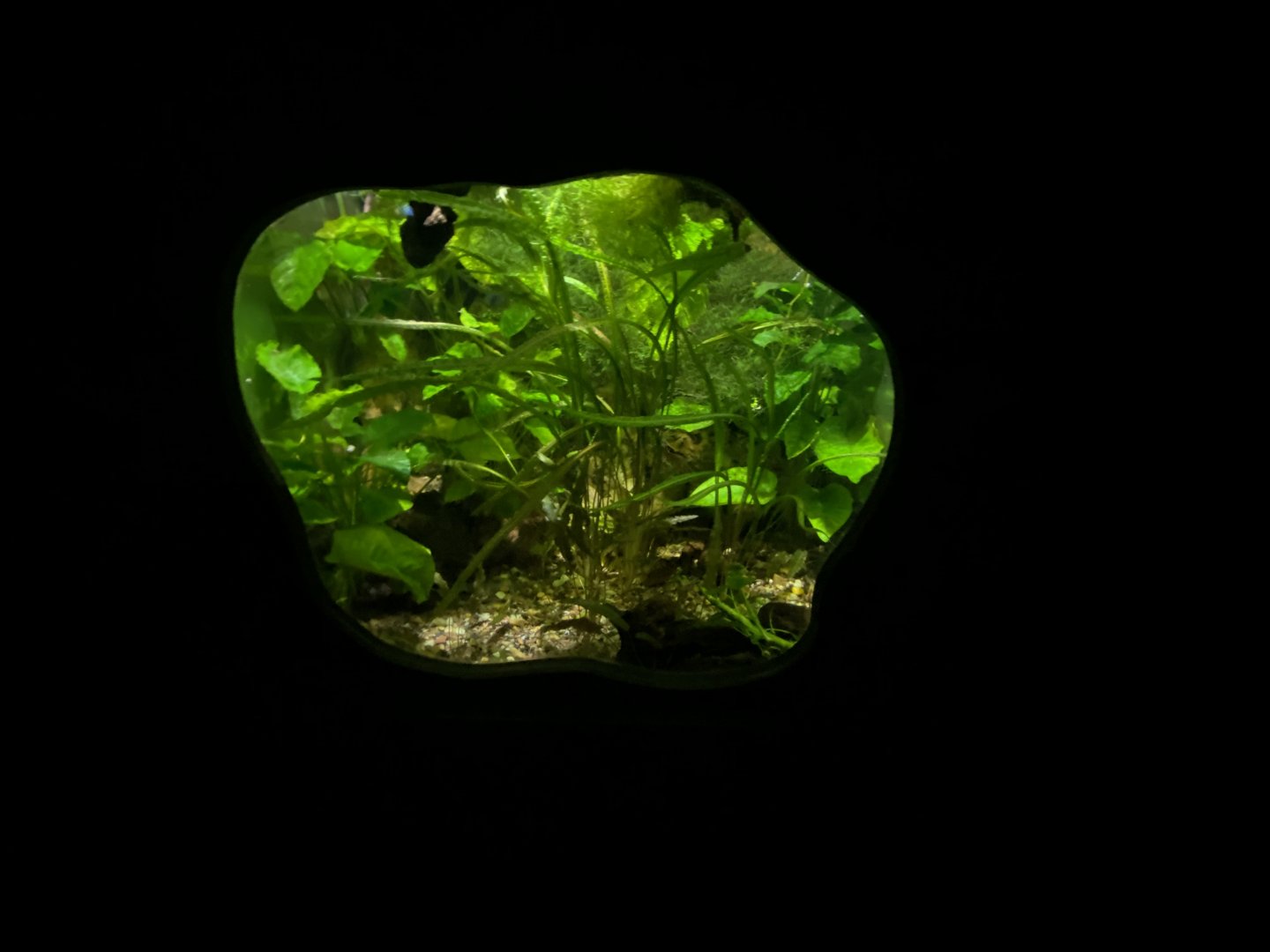 Unsigned aquarium