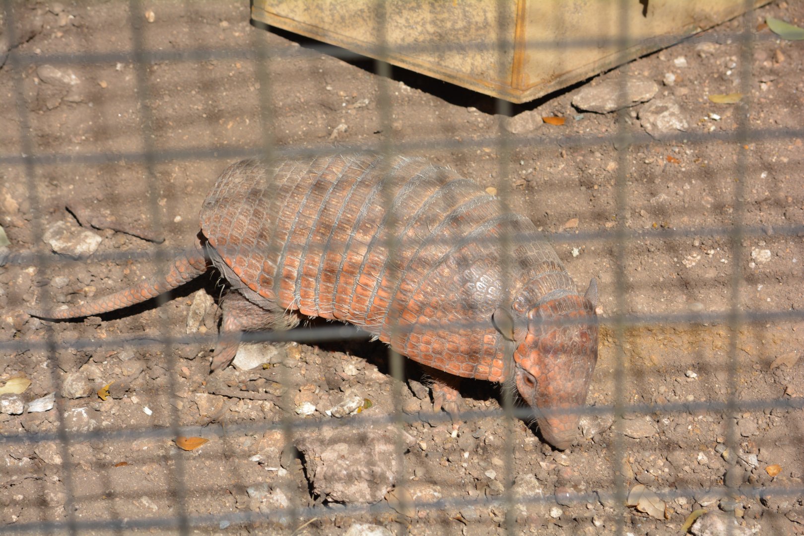 Unsigned Armadillo - Austin Zoo