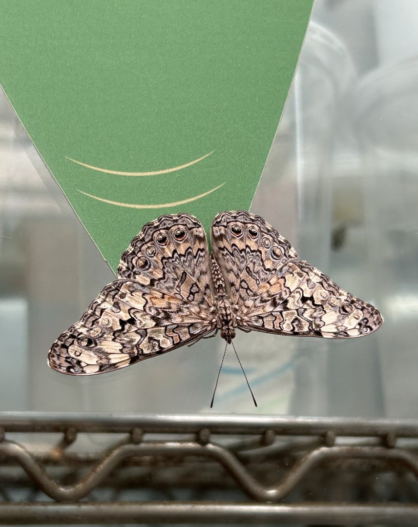 Unsigned butterfly species