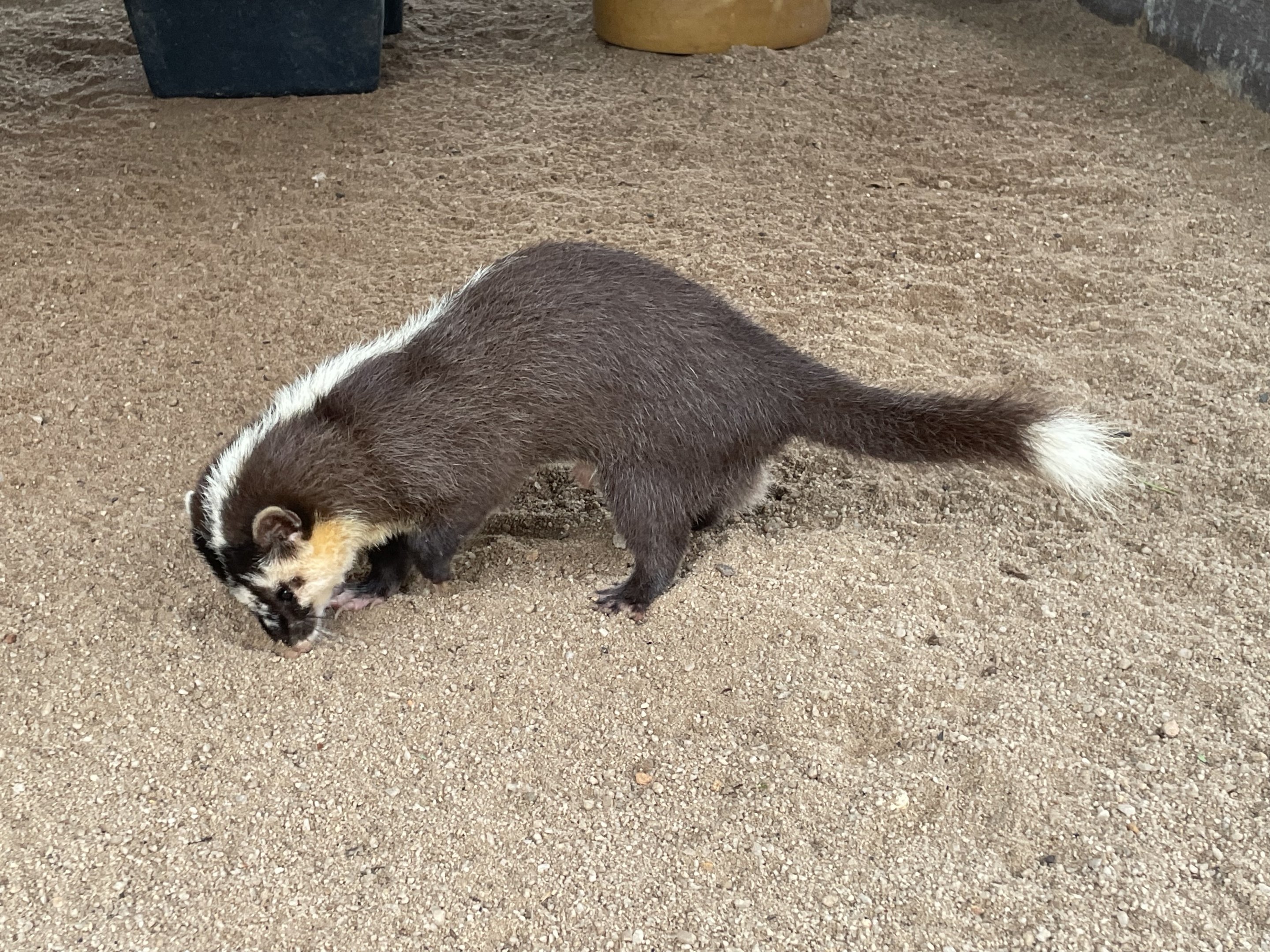 Unsigned Ferret Badger ID?