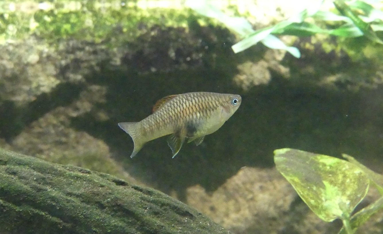 Unsigned Fish, Copenhagen Zoo, May 2025