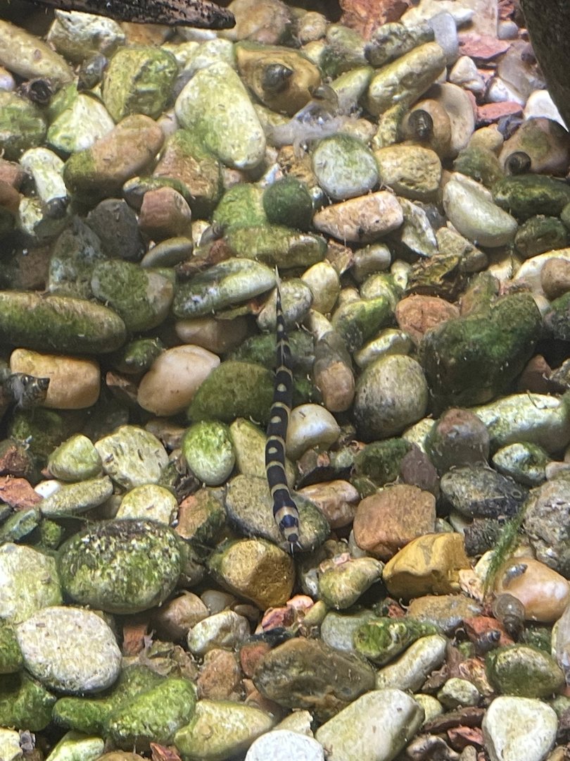 Unsigned Fish in Aquarium