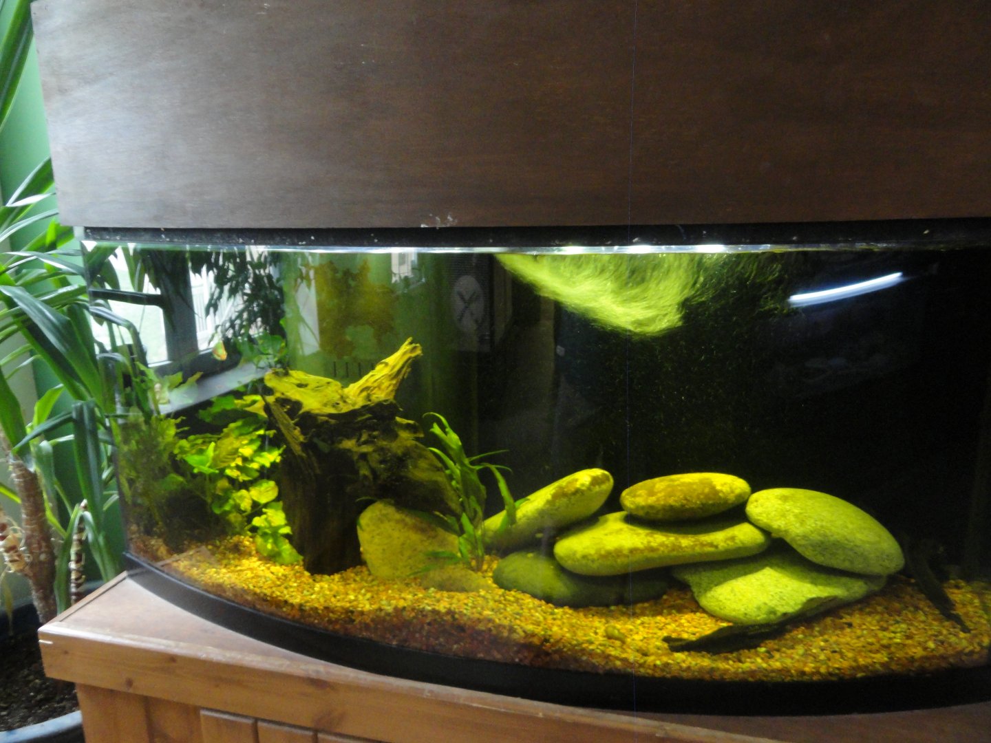 Unsigned Fish Tank