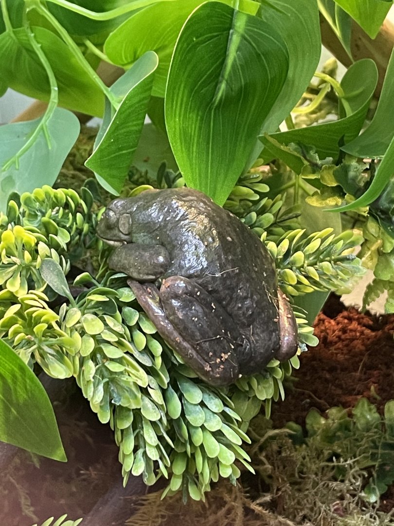 Unsigned frog in Discovery PLAYce