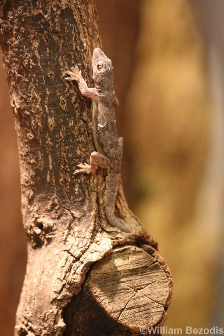 Unsigned Gecko Species (id?)