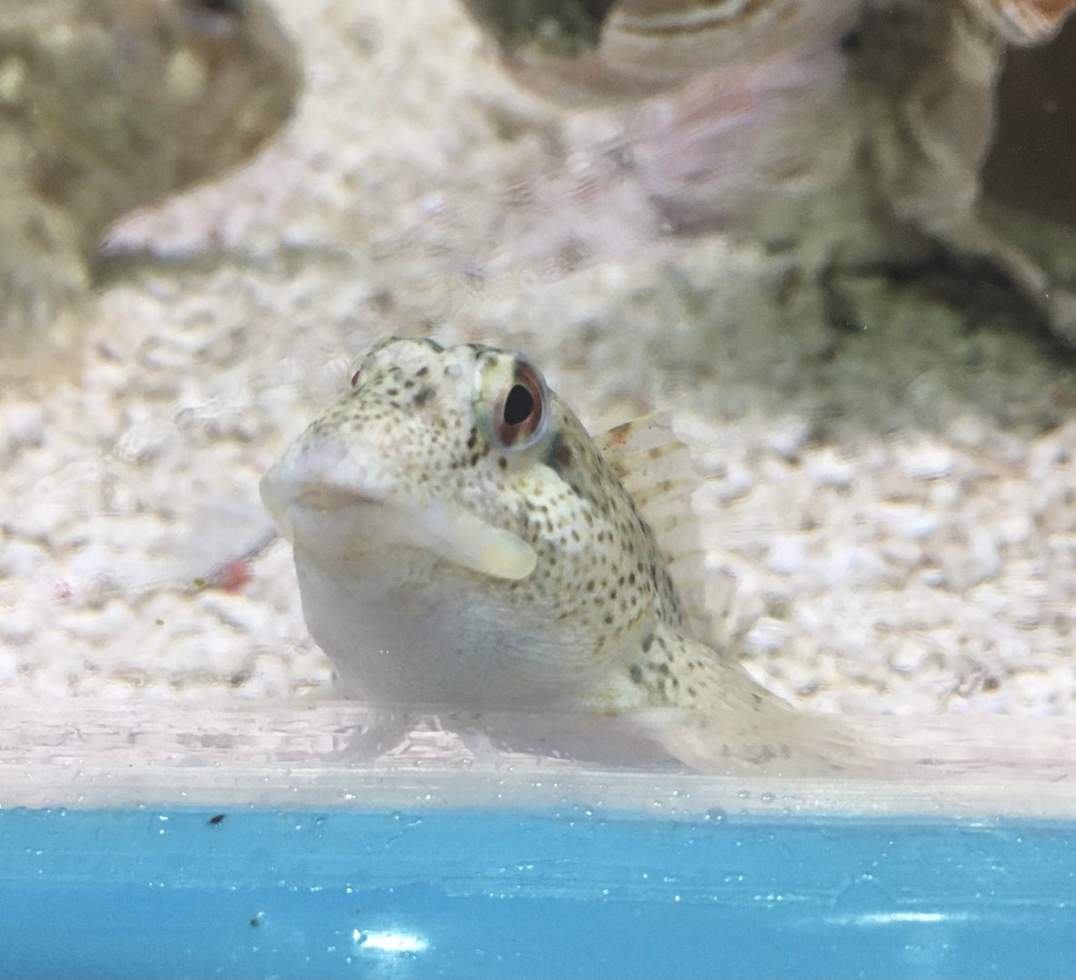 Unsigned goby/blenny - Lyme Regis Marine Aquarium