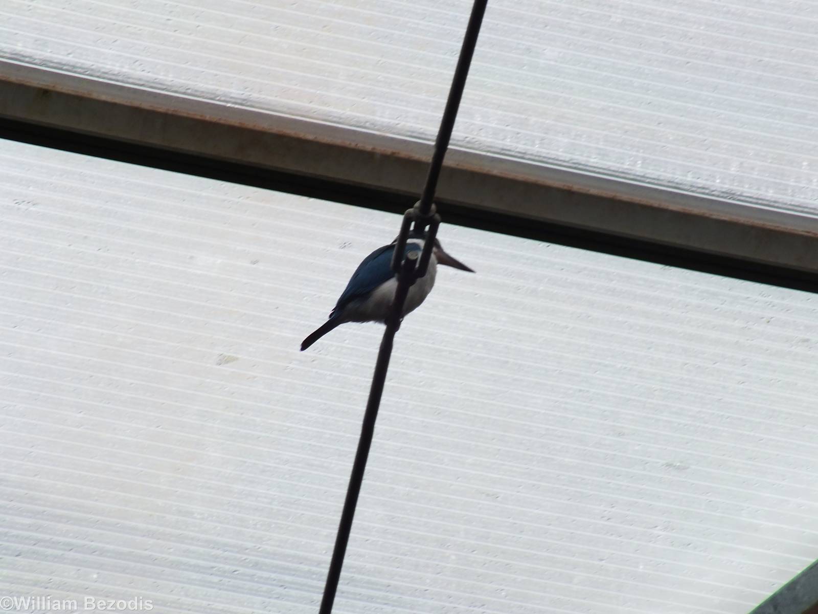 Unsigned Kingfisher in Rainforest Hall