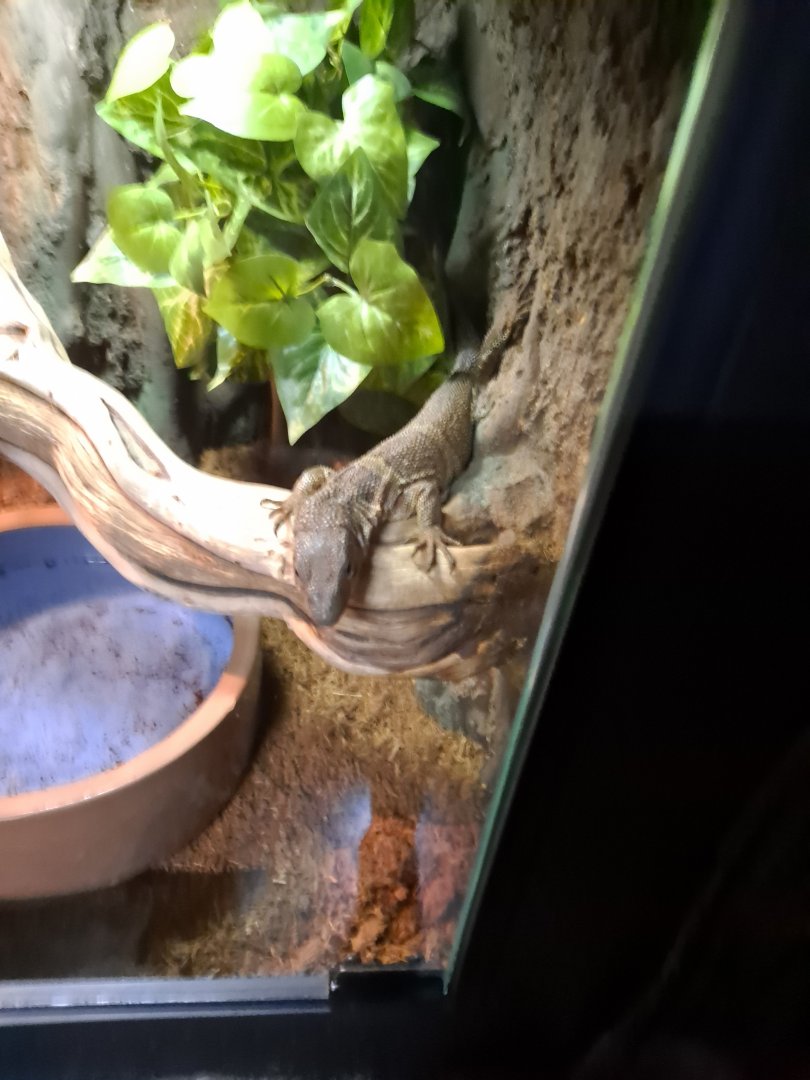 Unsigned Monitor ID, is this an Ackie? (4/19/25)