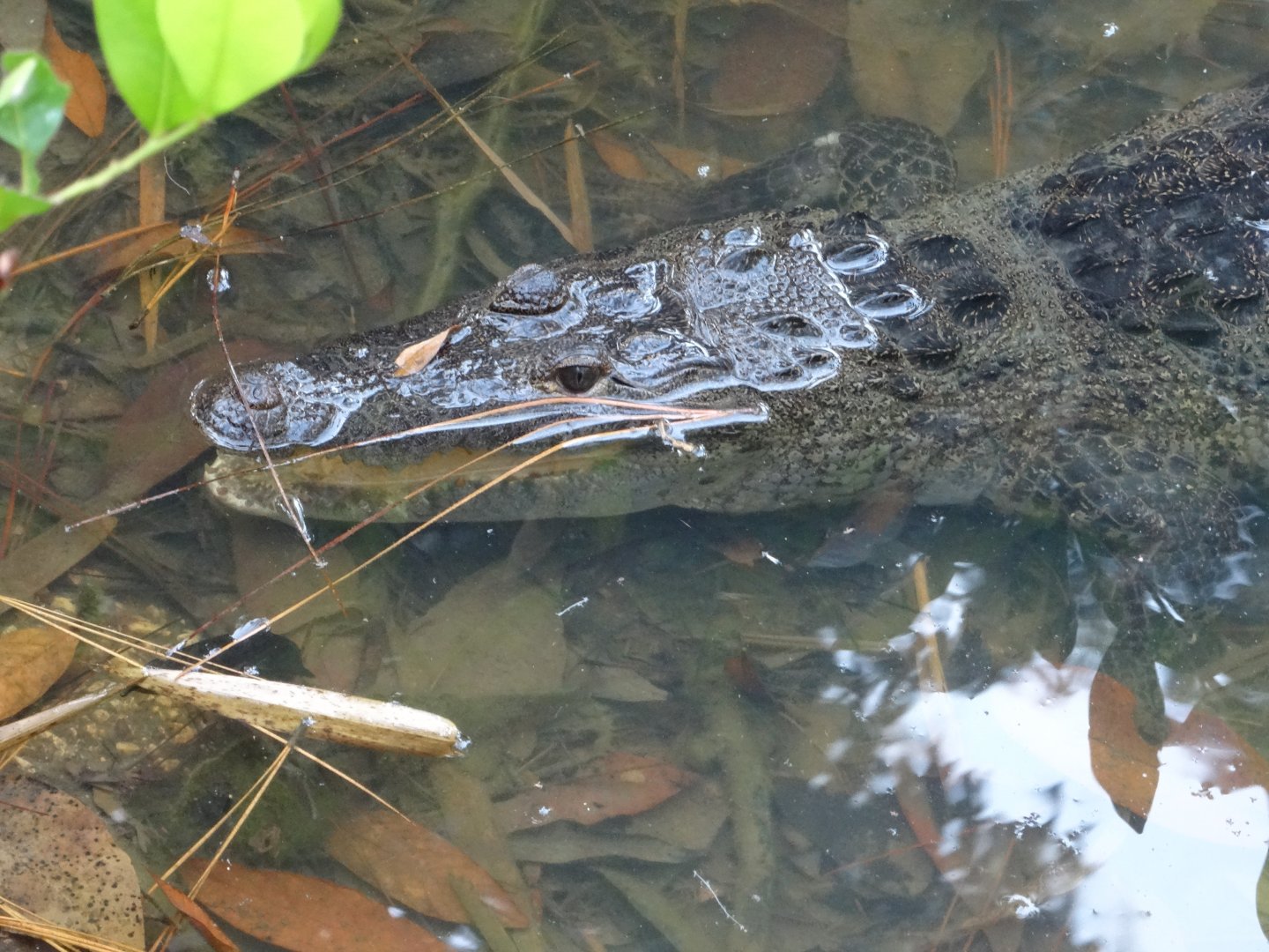 Unsigned Morelet's Crocodile