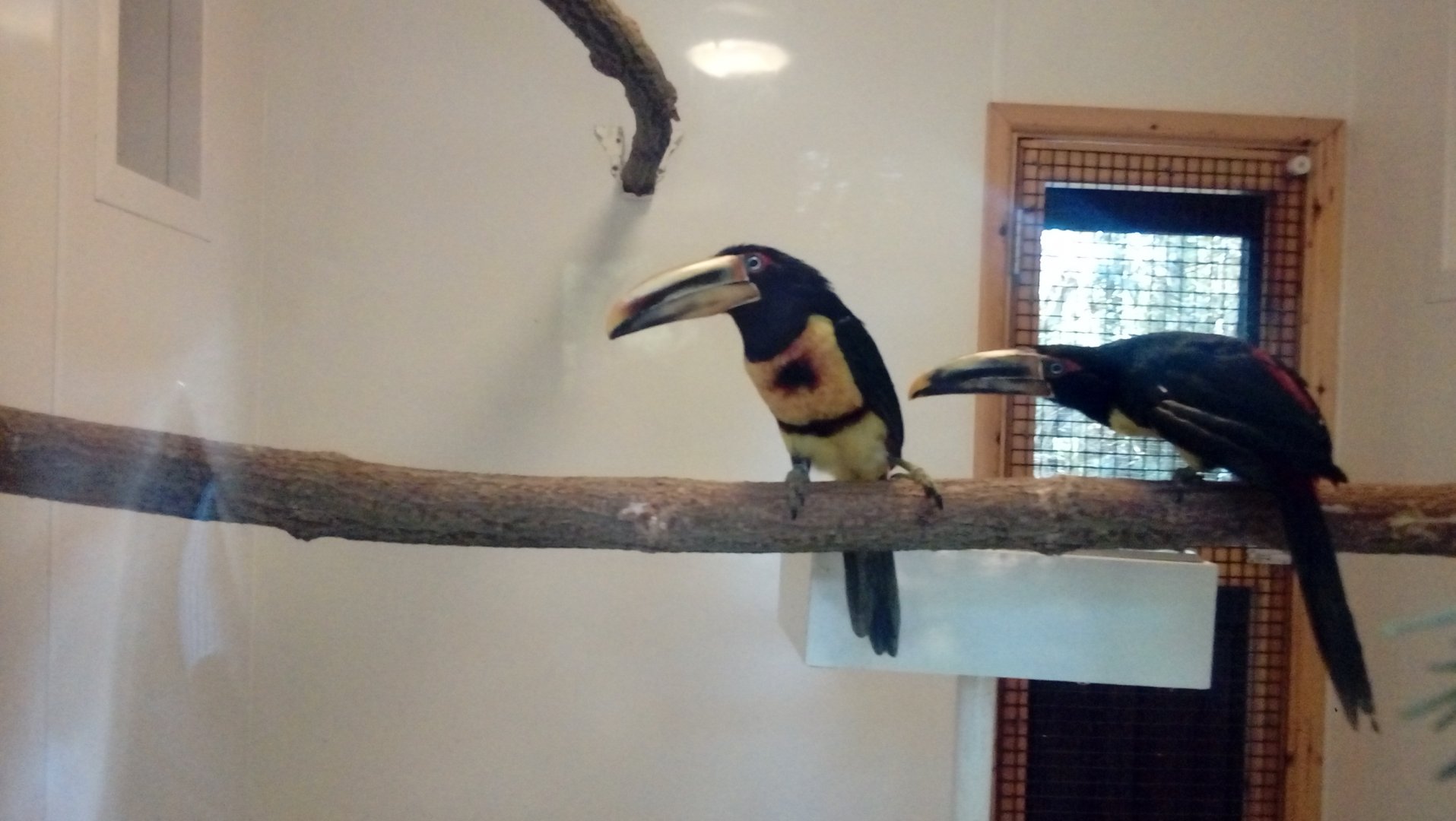 Unsigned - Pale-billed aracari??