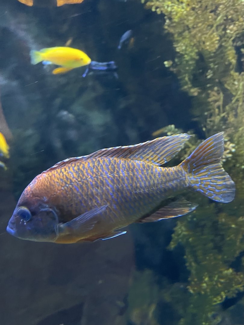 Unsigned peacock(?) cichlid