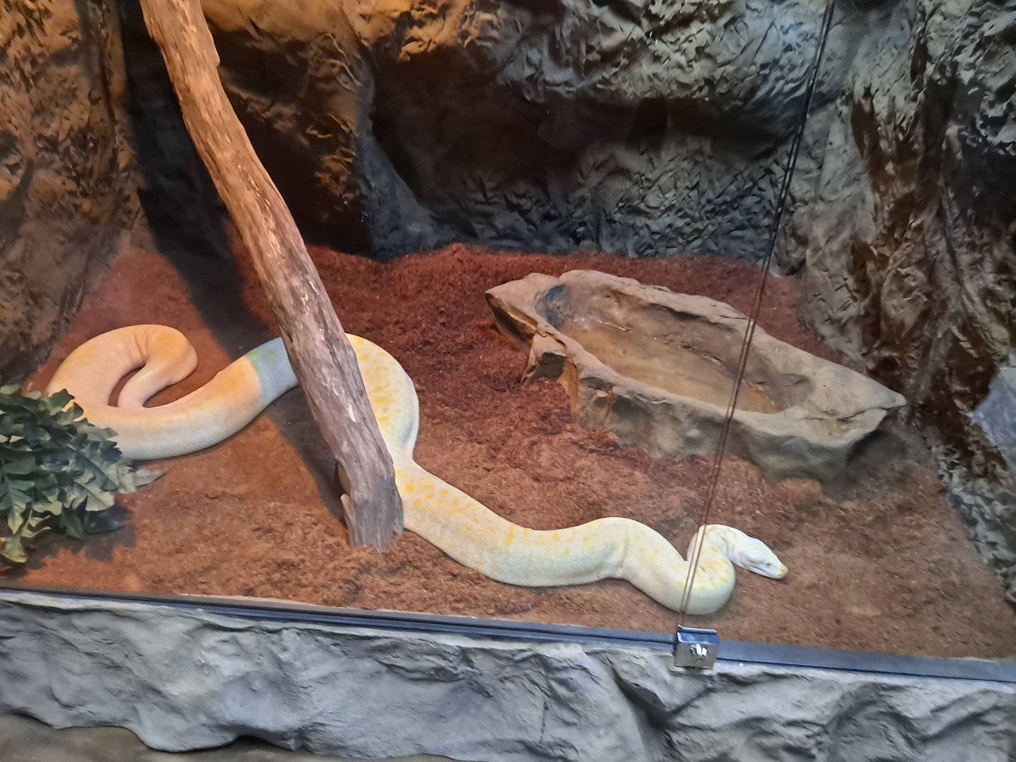 Unsigned Python (4/19/25)