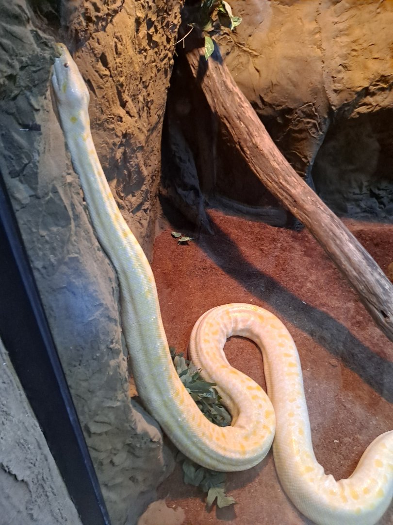 Unsigned Python (4/19/25)