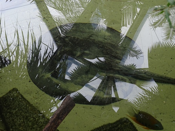 Unsigned ray. Potamotrygon hystrix?