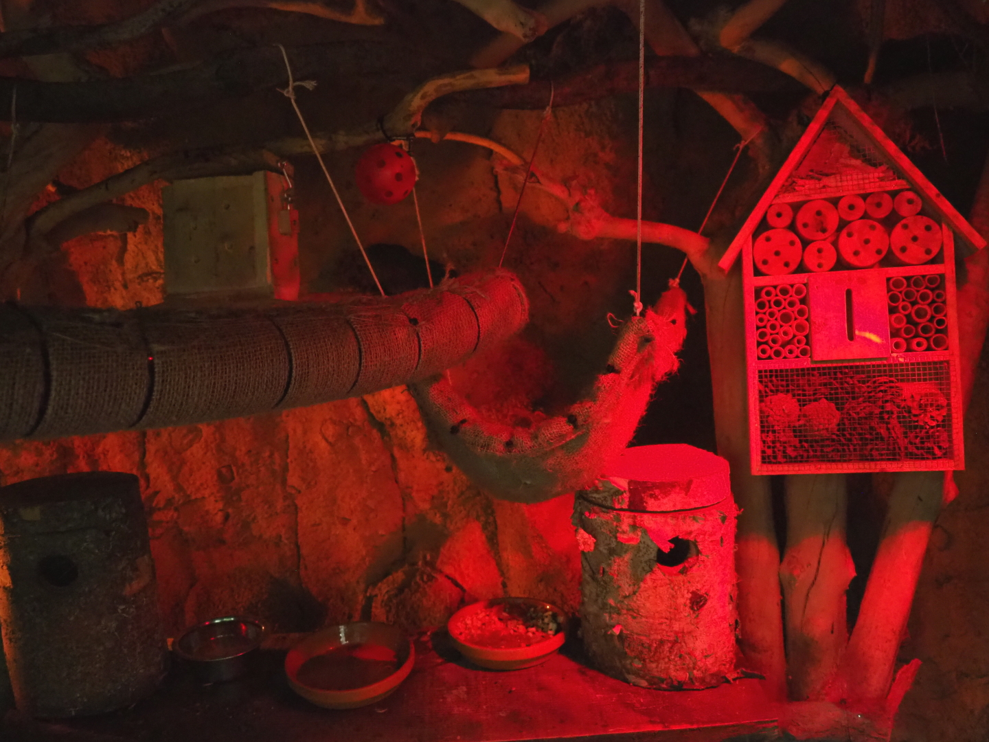 Unsigned semi-nocturnal exhibit in the lower area of the Oasis, 2021-09-03