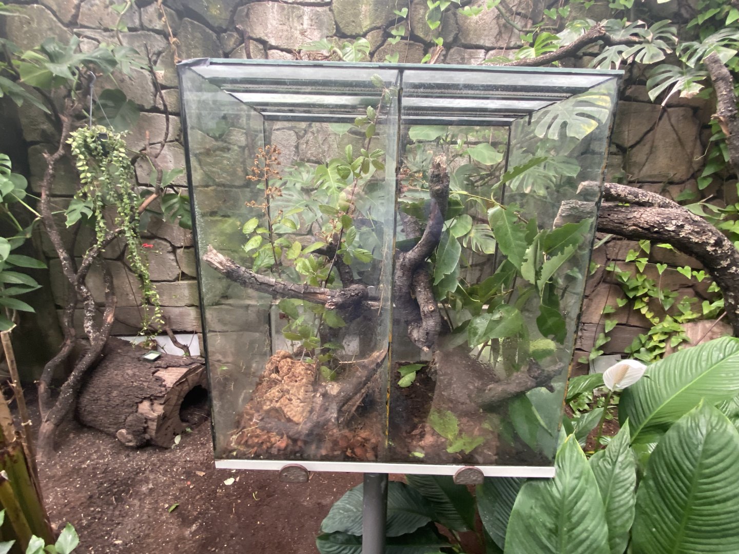 Unsigned stick insect exhibits