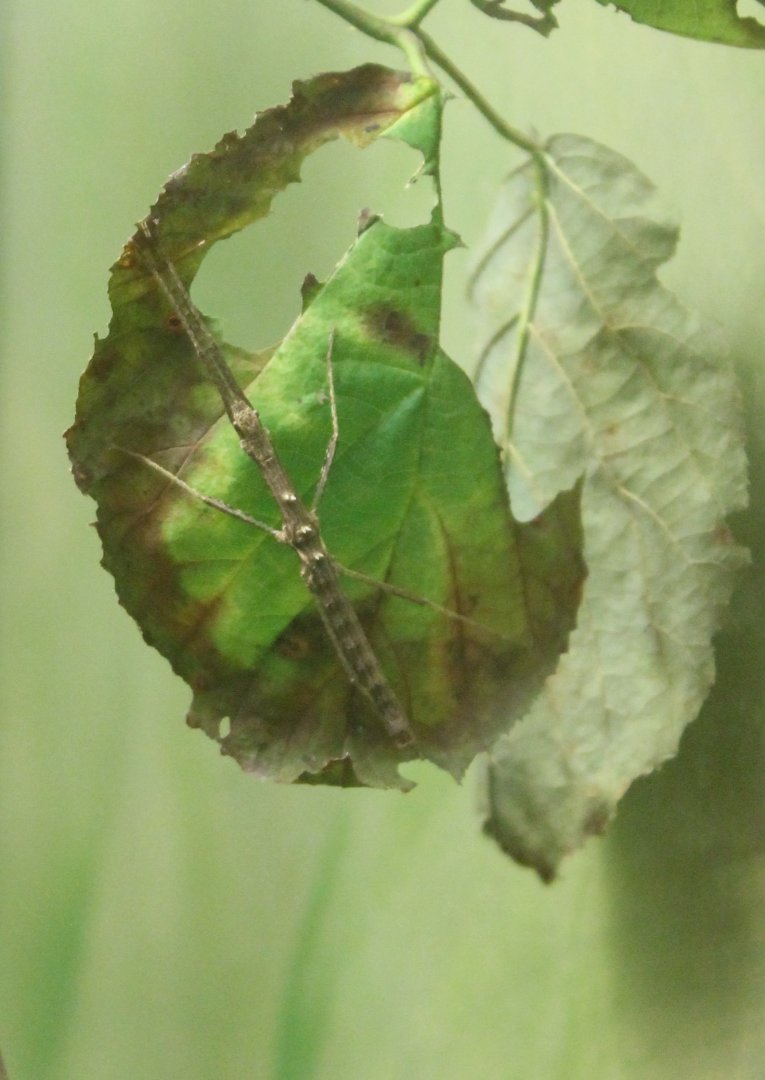 Unsigned stick insect
