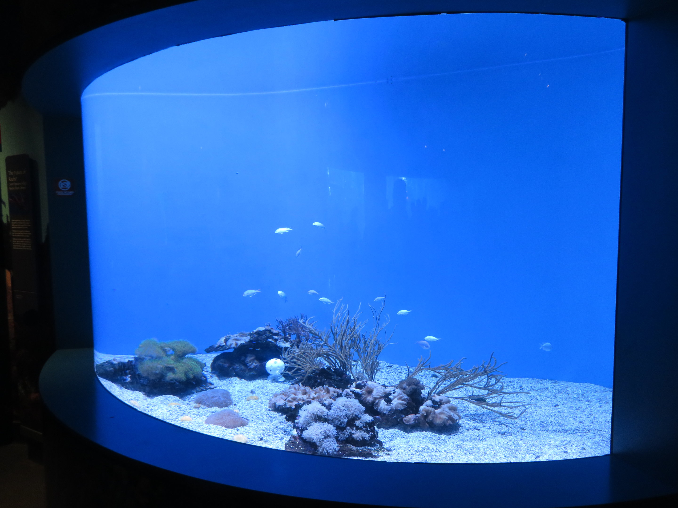 Unsigned Tank for Octopus