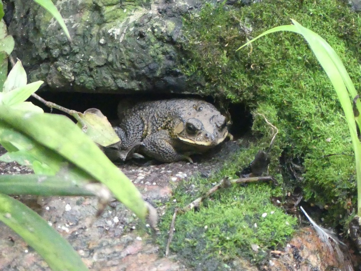 Unsigned Toad, Copenhagen Zoo, May 2025