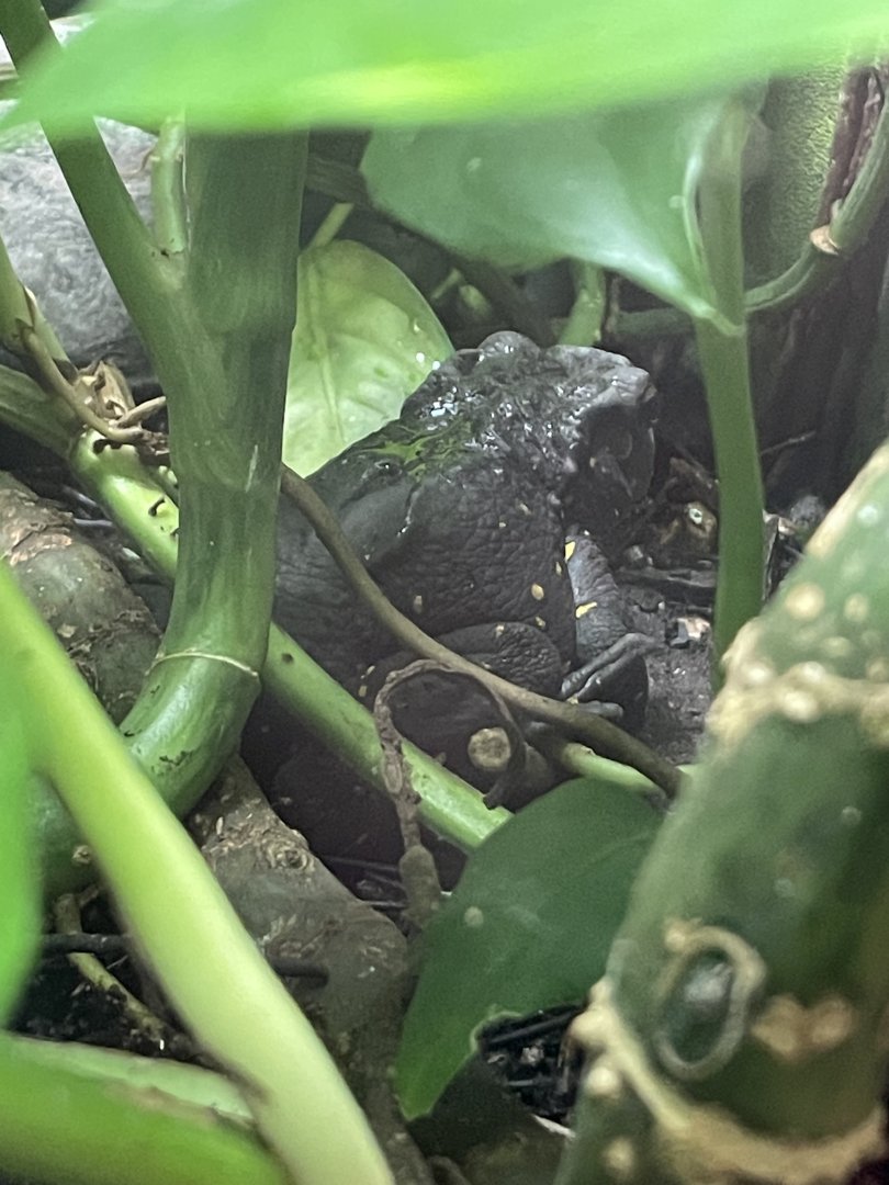 Unsigned toad species