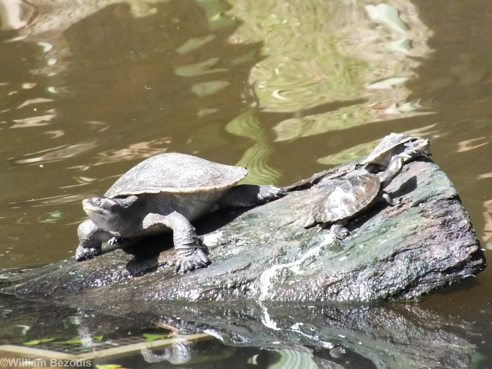 Unsigned Turtle Species