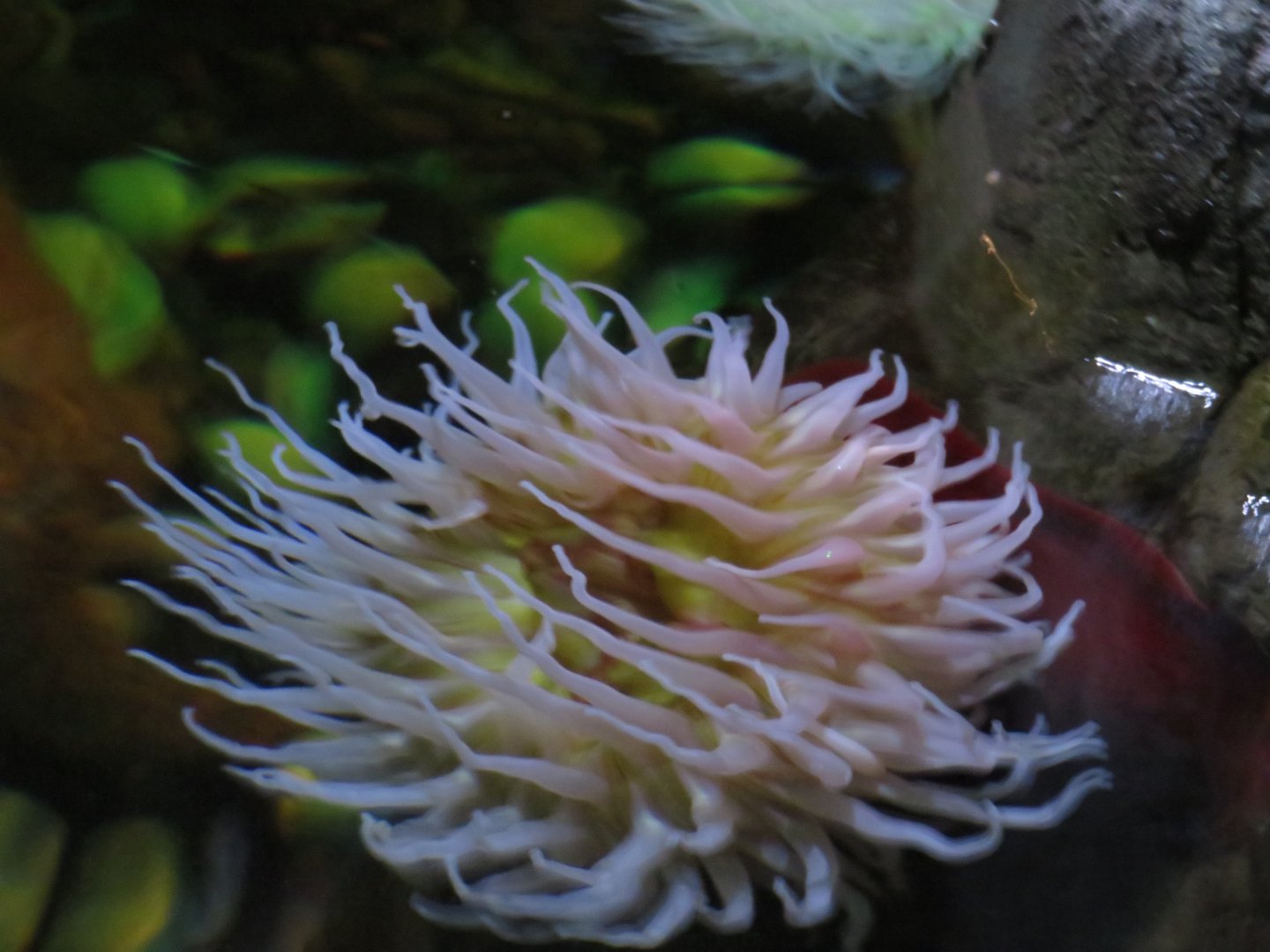 Unspecified anemone