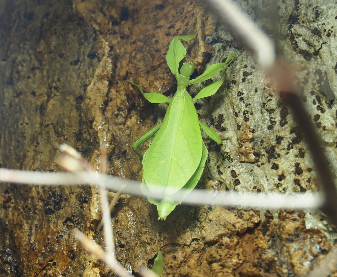 Unspecified leaf insect (Phylliidae family)