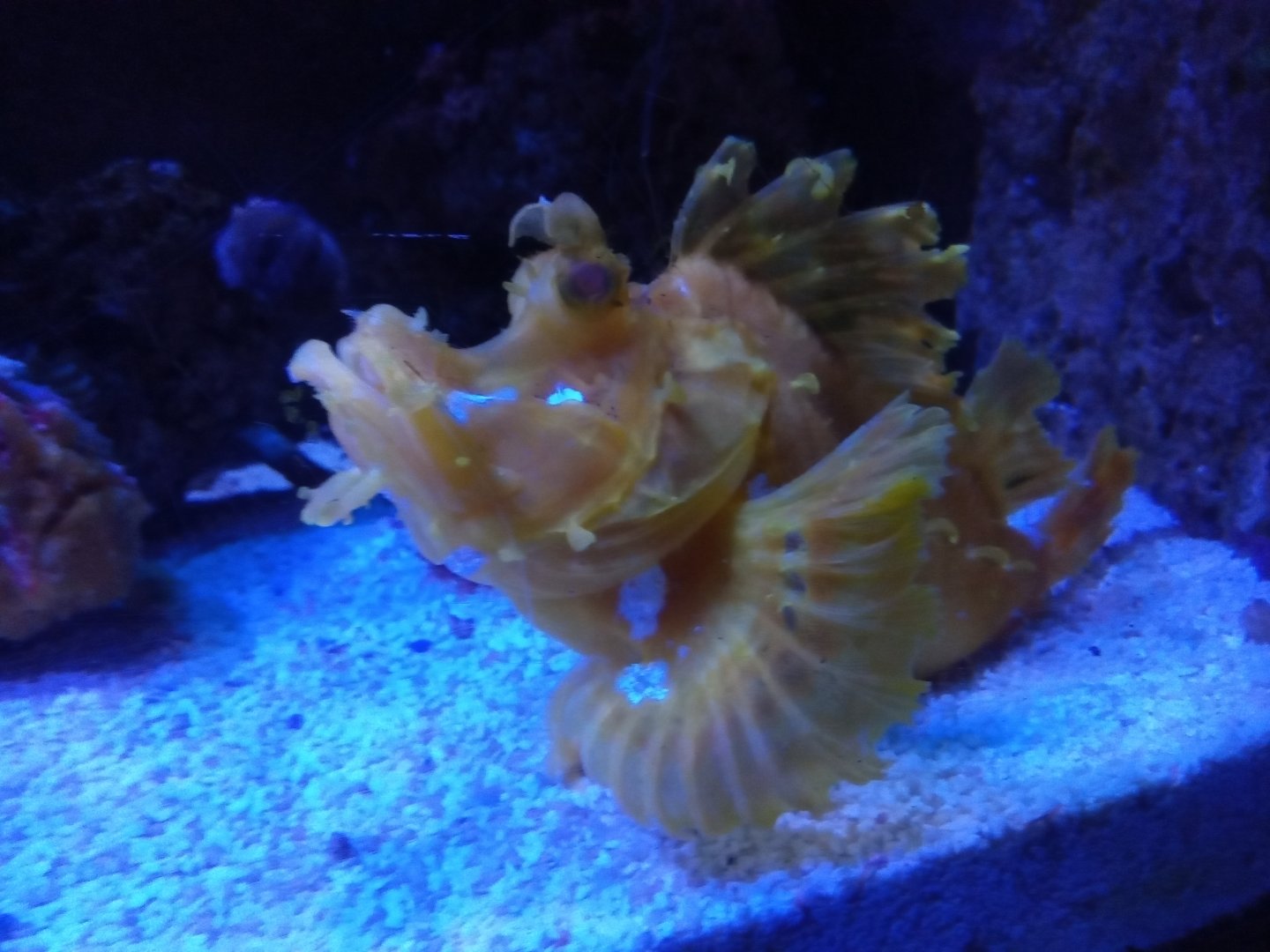 Unspecified scorpionfish