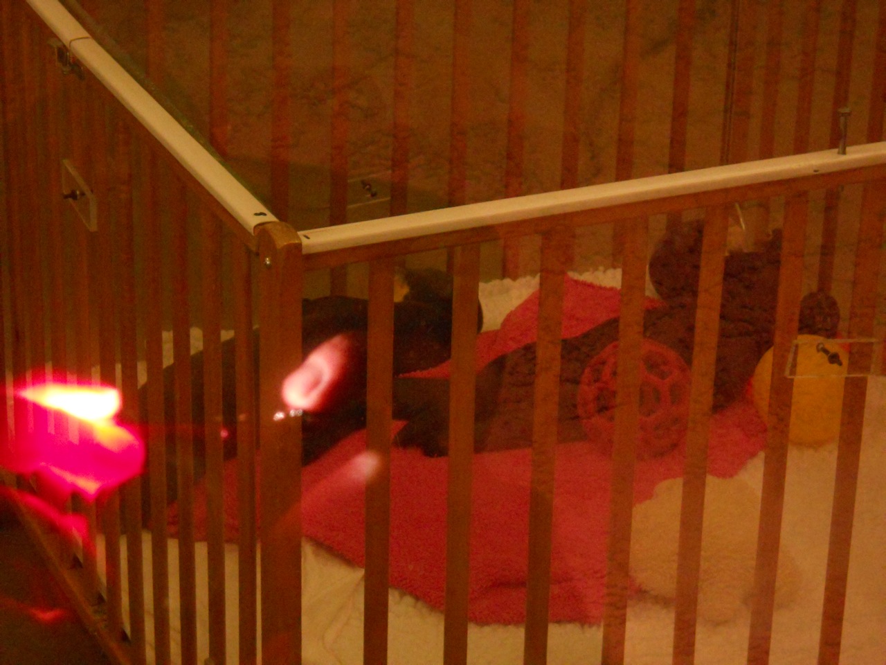 Unspectacular picture of giant otter pups September 2011