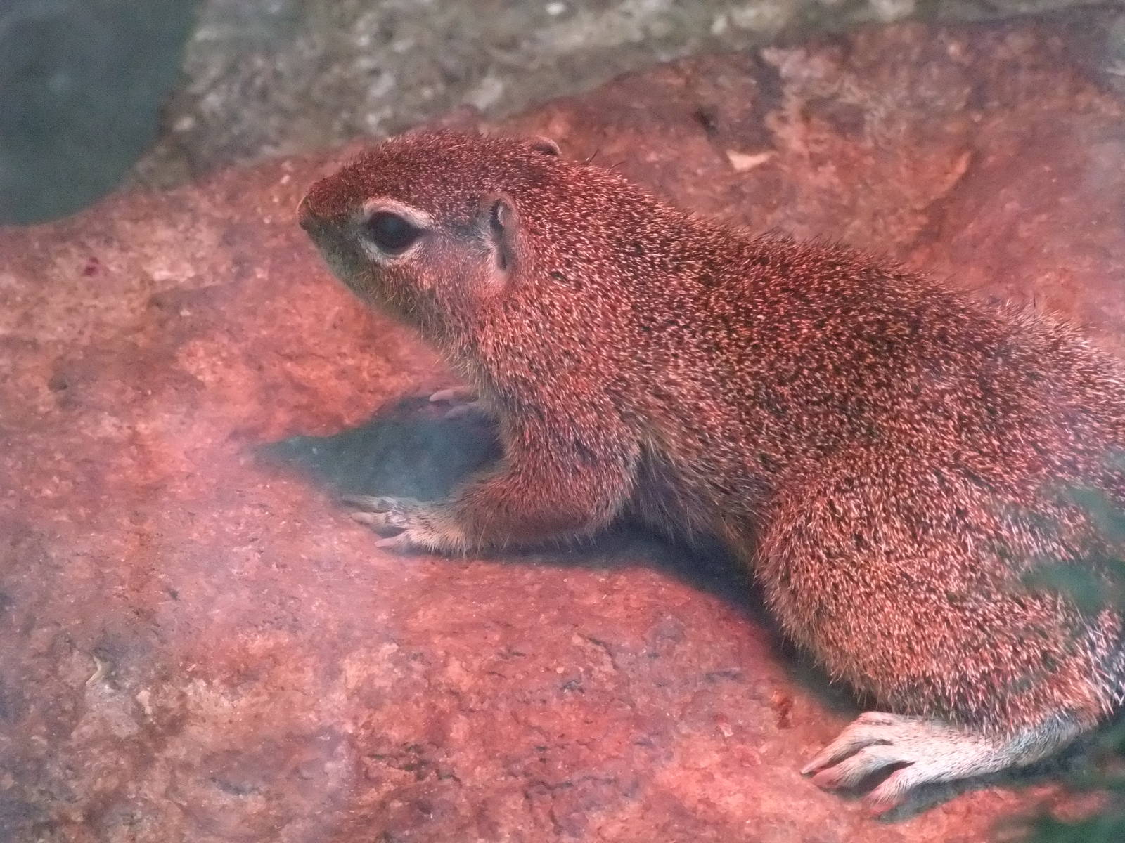 Unstriped Ground Squirrel at Opel-Zoo Kronberg, 30/08/10