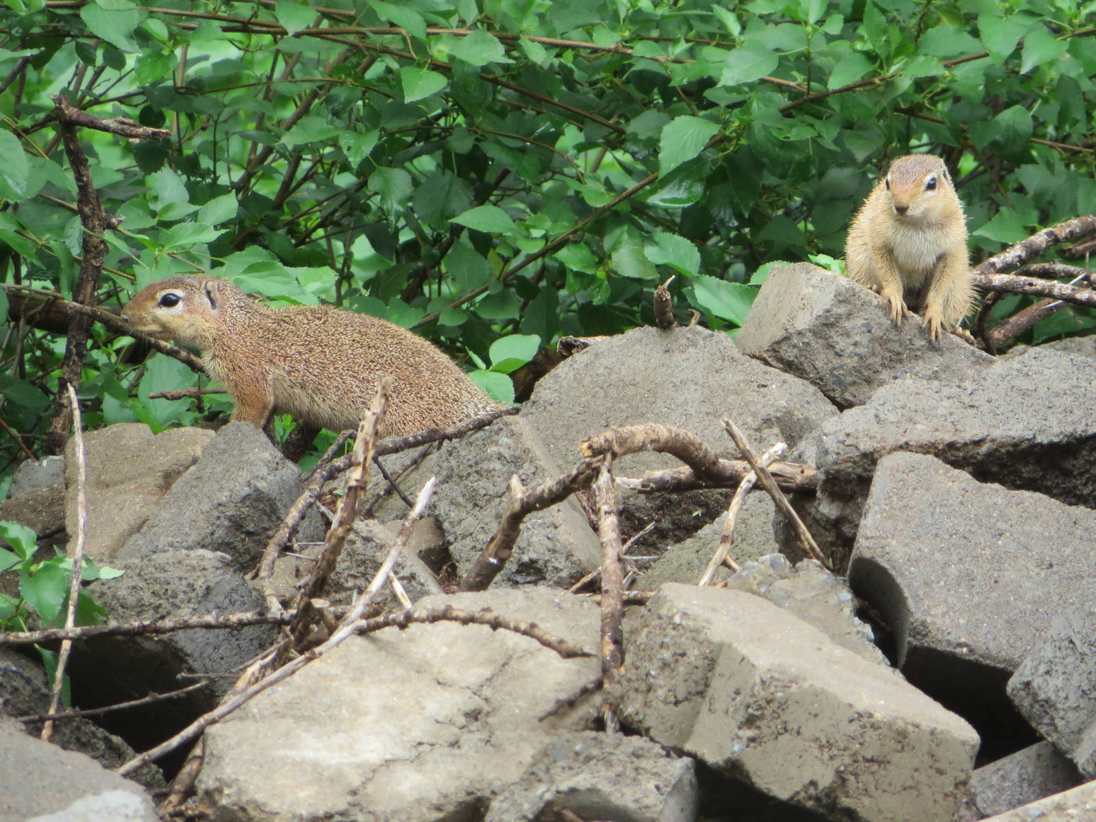 Unstriped ground squirrel