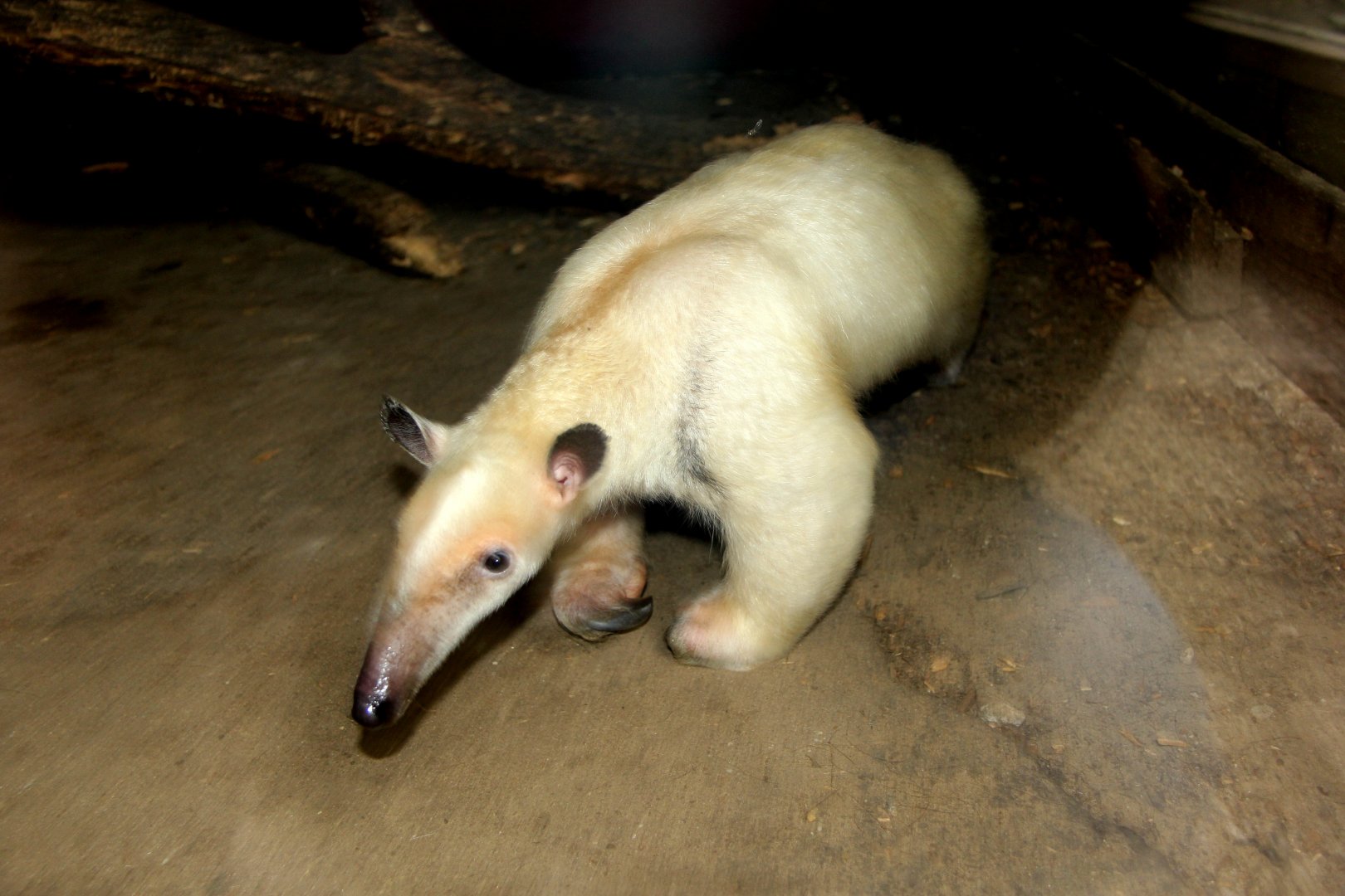 Unstriped or Yellow tamandua (Tamandua tetradactyla nigra)
