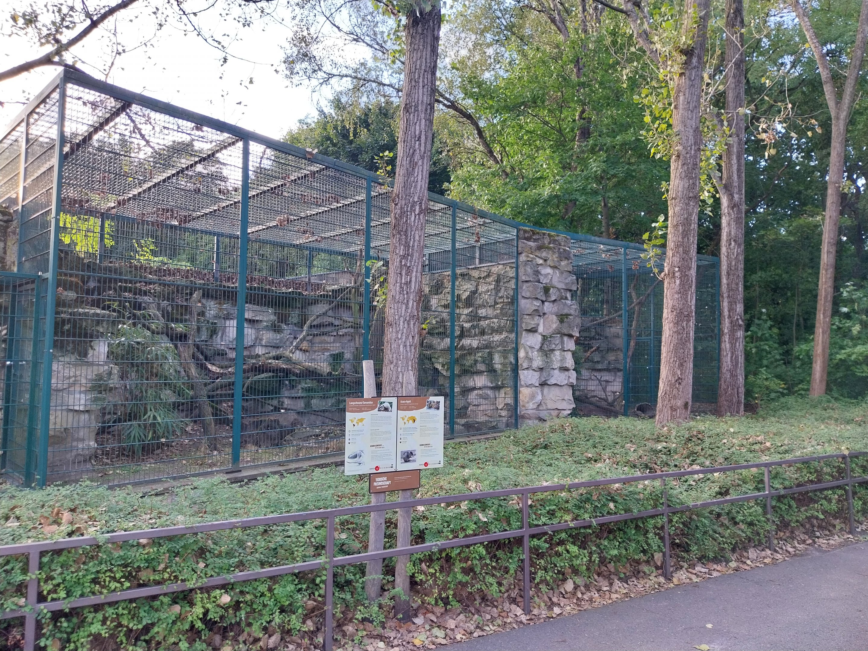 Unstriped Tamandua (Tamandua tetradactyla nigra)