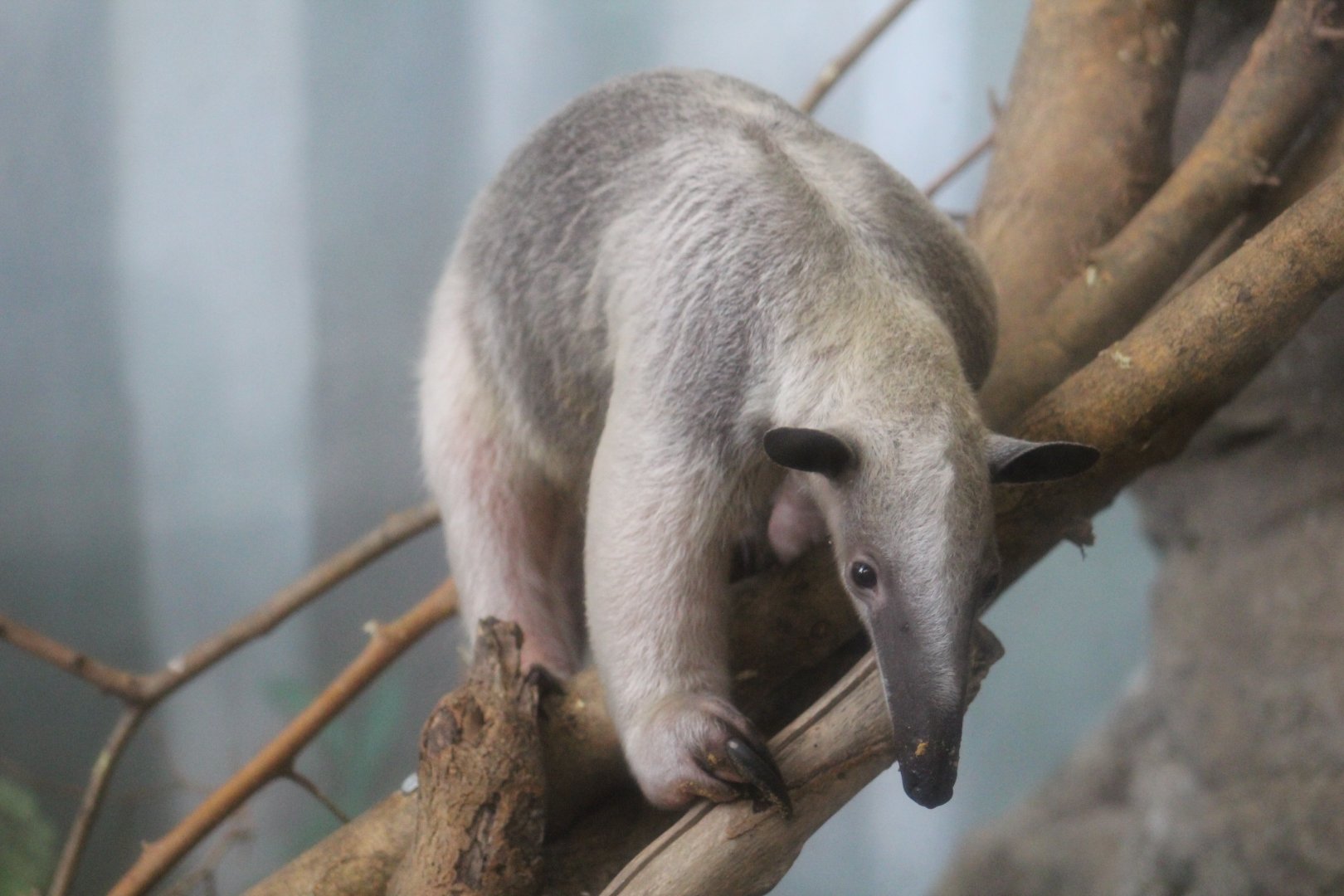 Unstriped Tamandua