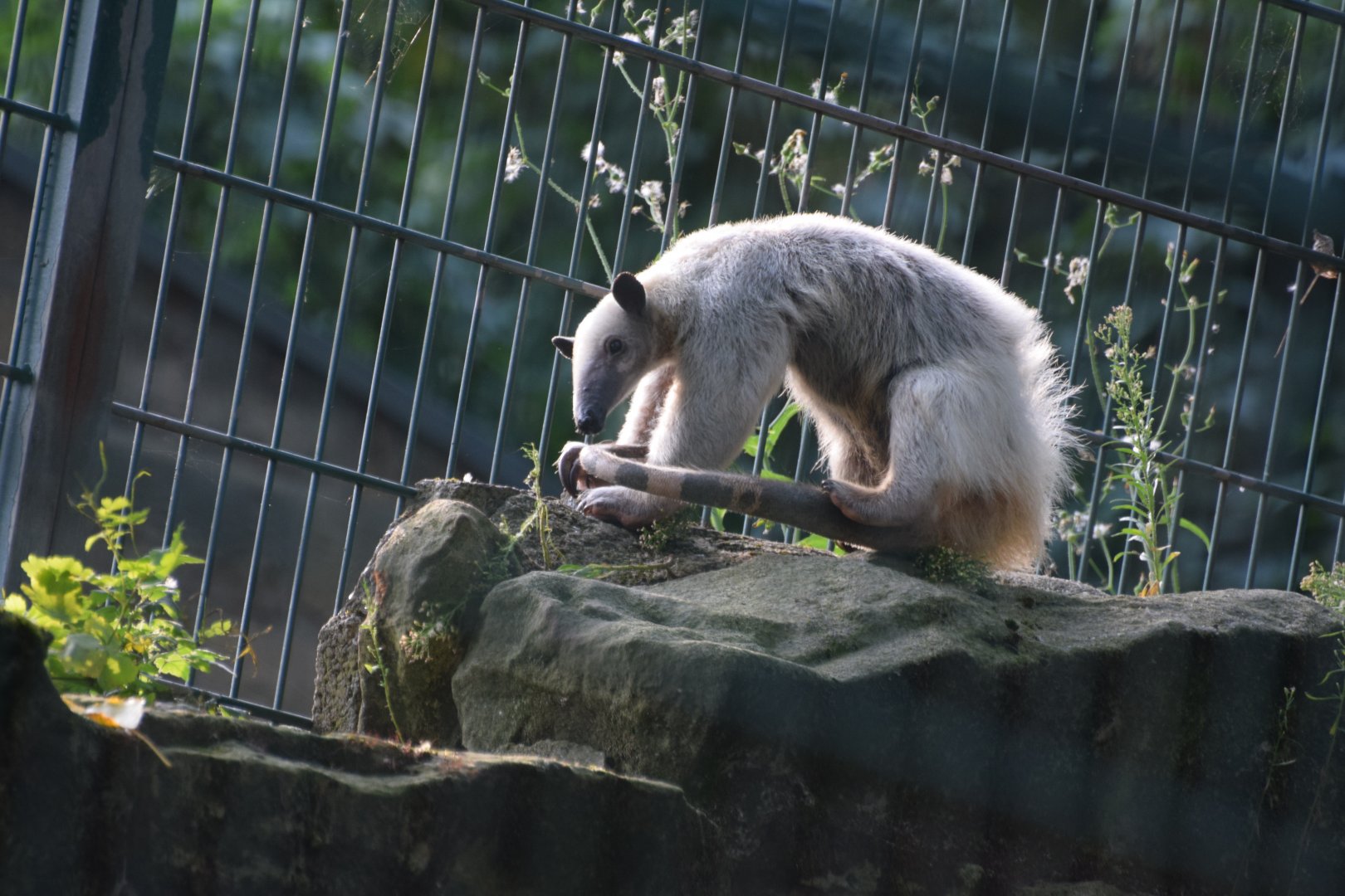 Unstriped tamandua