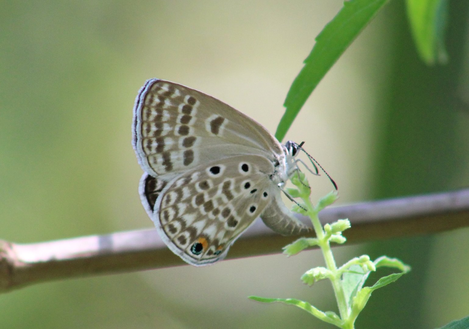 Untailed blue giant cupid - Lepidochrysops synchrematiza