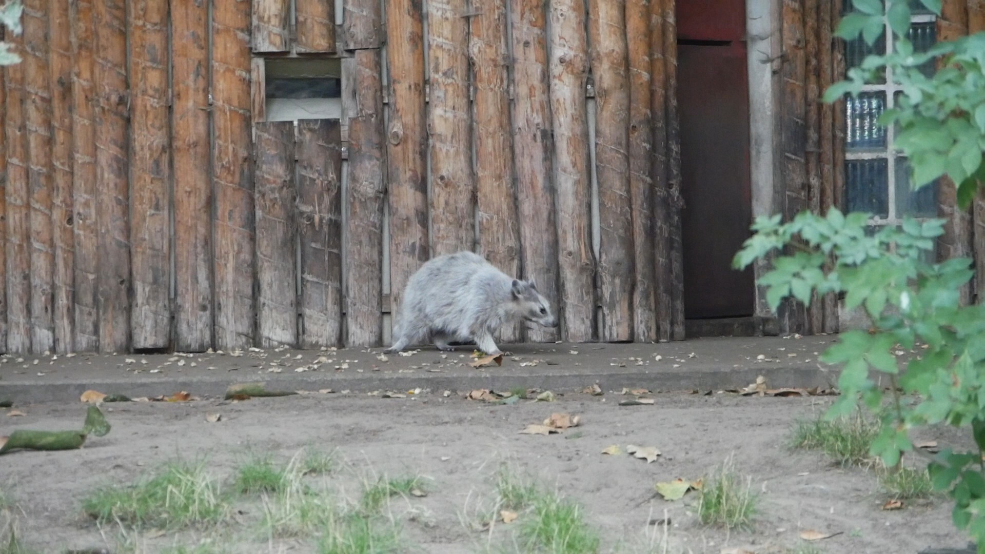 Unusal-Looking Raccoon
